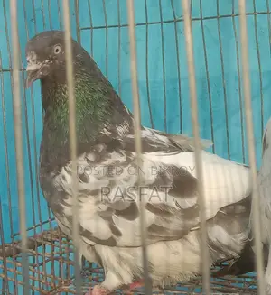 কবুতর বিক্রি হবে
