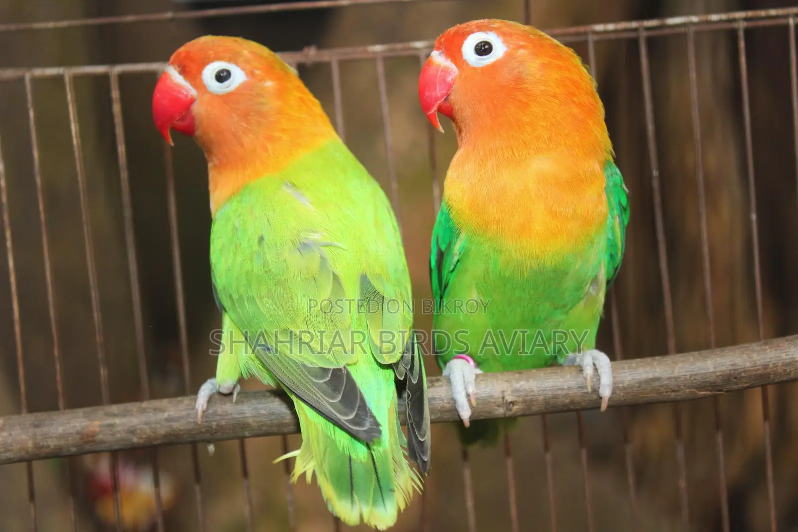 Opaline Green Fischer Lovebird