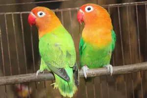 Opaline Green Fischer Lovebird