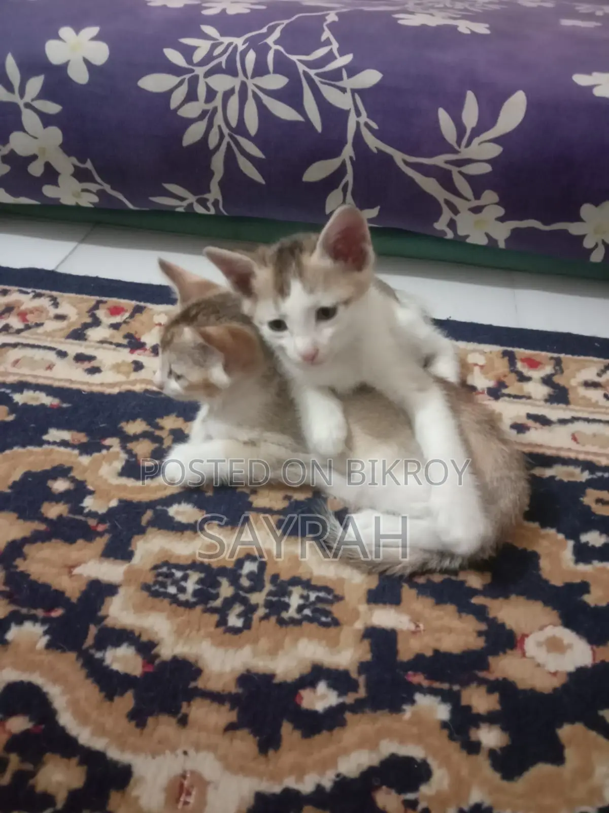 Cat For Adoption