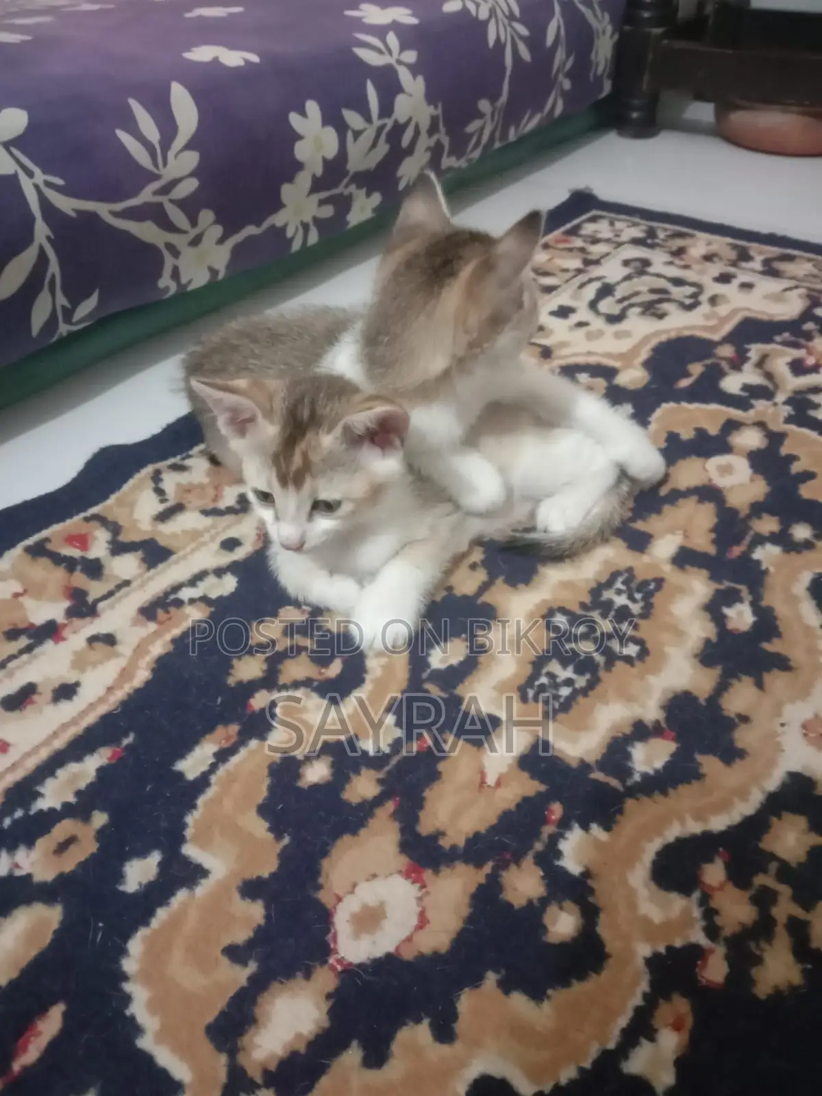 Cat For Adoption