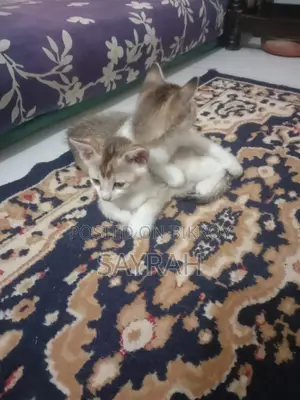 Cat For Adoption