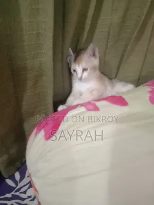 Cat For Adoption
