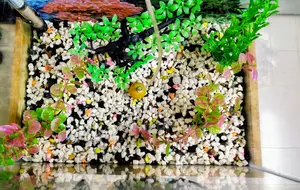 Aquarium (with wooden stand)