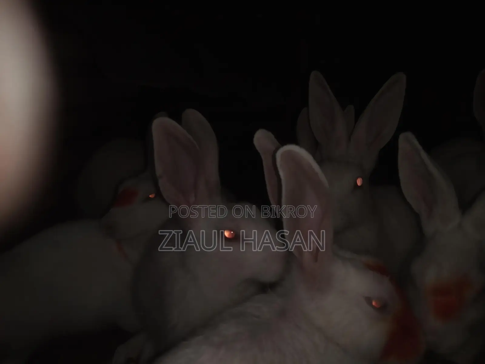 New Zealand Rabbit