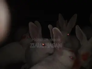 New Zealand Rabbit