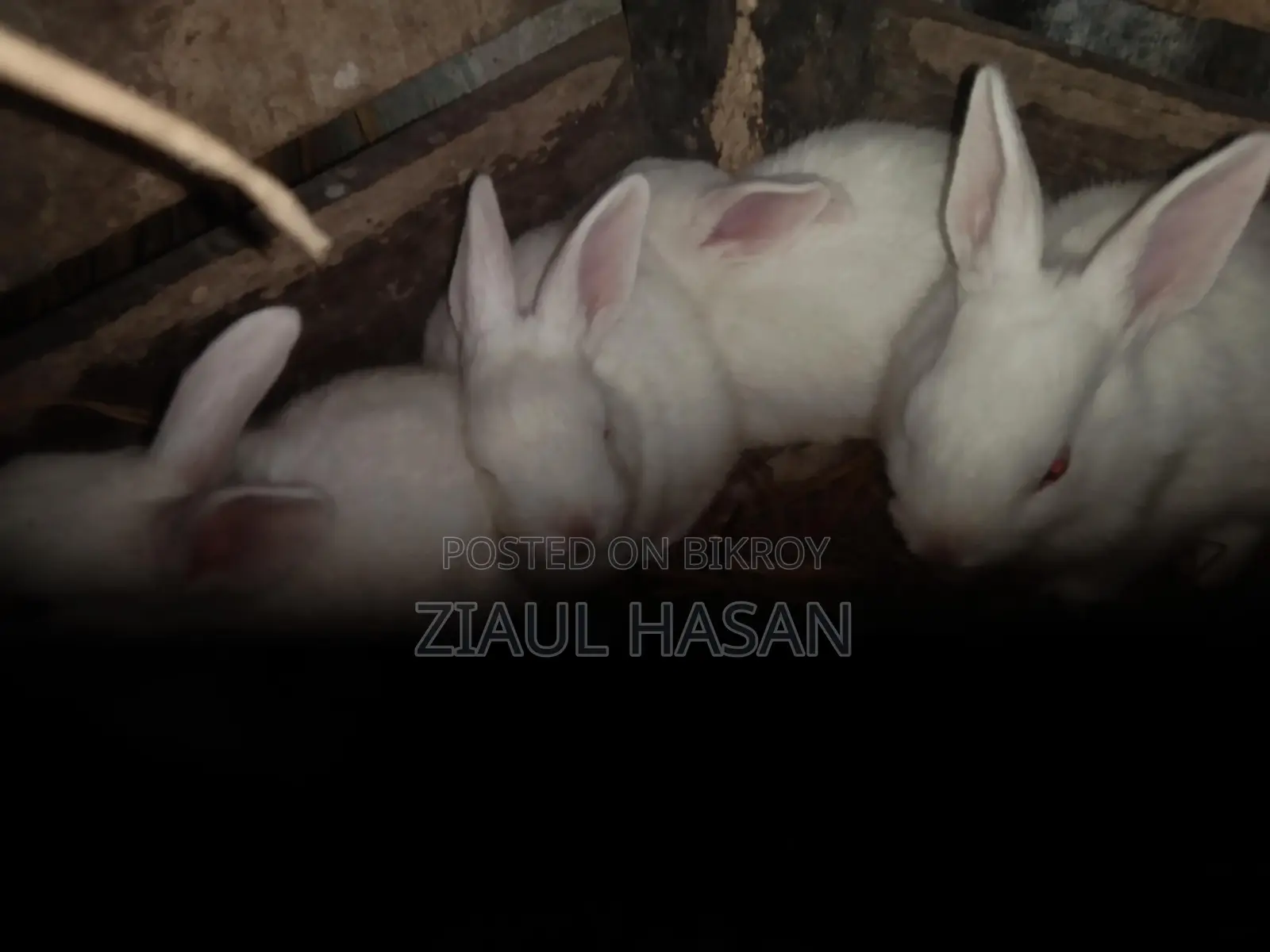 New Zealand Rabbit