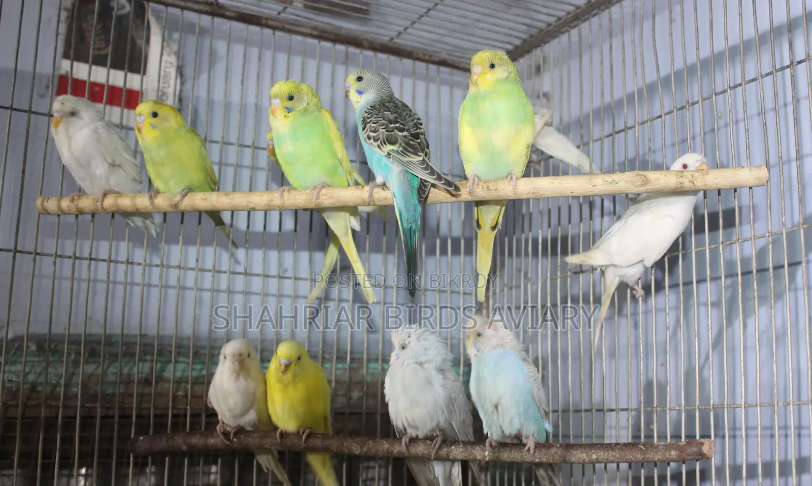 Adult Budgie Birds