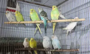 Adult Budgie Birds
