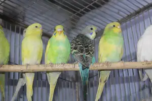 Adult Budgie Birds