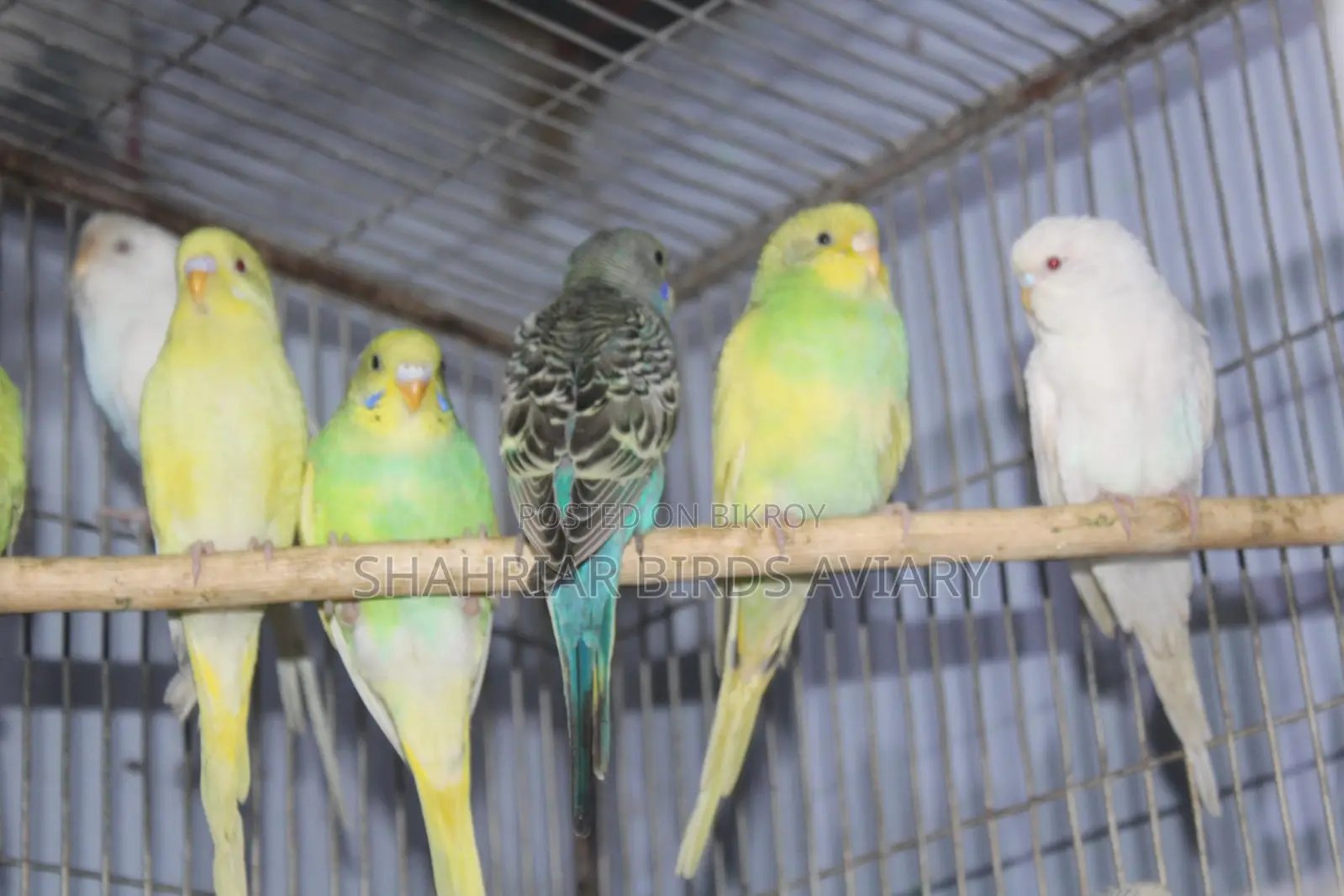 Adult Budgie Birds