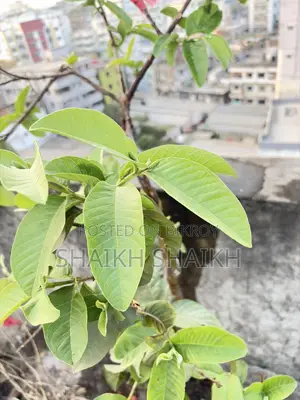 আম,পেয়ারা,২টা লেবুগাছ মোট ৪ টা গাছ