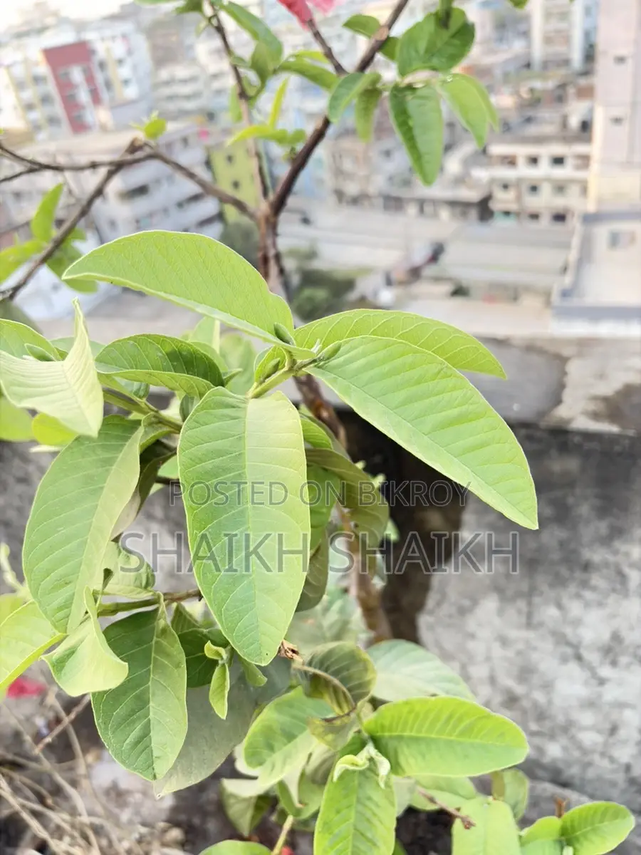আম,পেয়ারা,২টা লেবুগাছ মোট ৪ টা গাছ