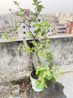 আম,পেয়ারা,২টা লেবুগাছ মোট ৪ টা গাছ