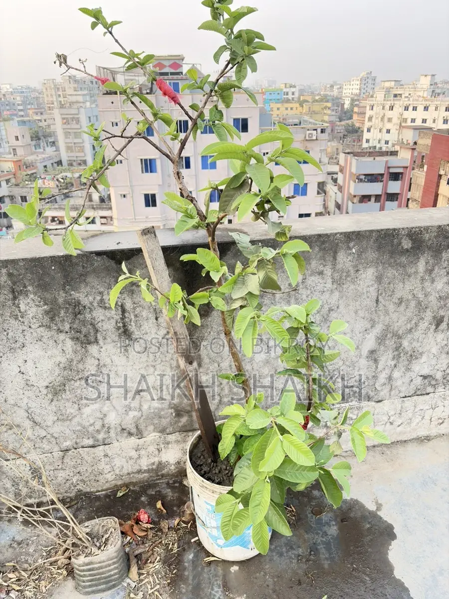 আম,পেয়ারা,২টা লেবুগাছ মোট ৪ টা গাছ