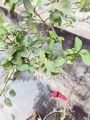 আম,পেয়ারা,২টা লেবুগাছ মোট ৪ টা গাছ