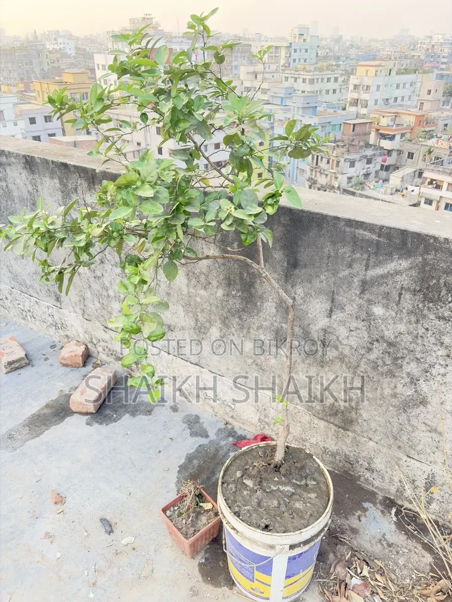আম,পেয়ারা,২টা লেবুগাছ মোট ৪ টা গাছ