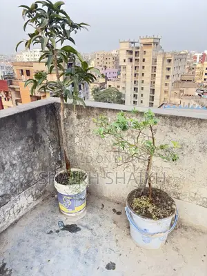 আম,পেয়ারা,২টা লেবুগাছ মোট ৪ টা গাছ