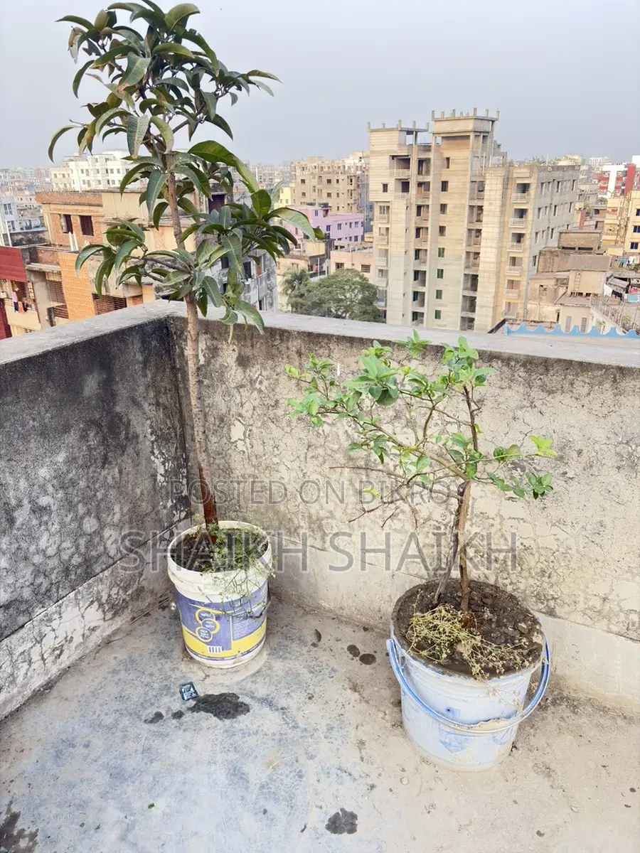 আম,পেয়ারা,২টা লেবুগাছ মোট ৪ টা গাছ