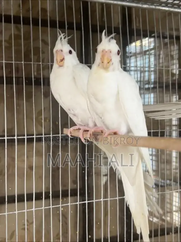 Albino Red Eye Cockatiel