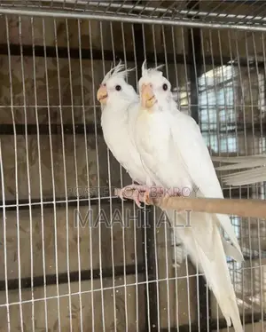 Albino Red Eye Cockatiel