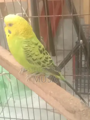 Male Bazigar (Budgie) Running