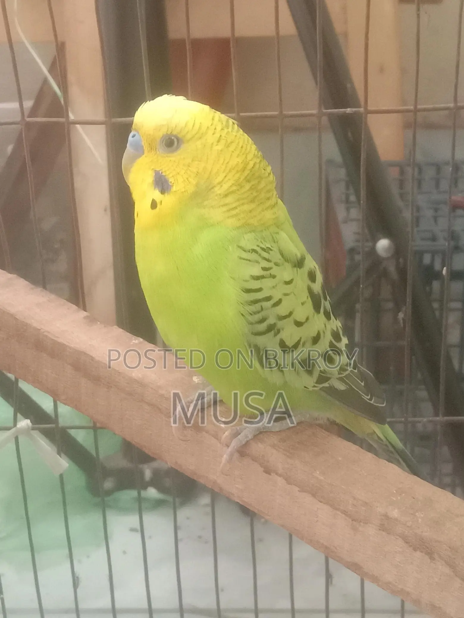 Male Bazigar (Budgie) Running