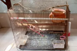 পাখির খাঁচা সেট