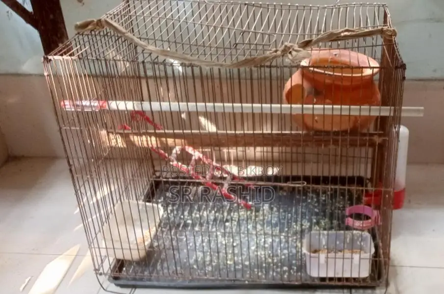 পাখির খাঁচা সেট