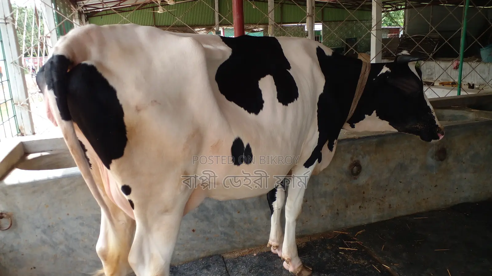 ৯৭৭ নং উন্নত জাতের ভালো গাভী বিক্রয় ।
