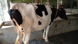 ৯৭৭ নং উন্নত জাতের ভালো গাভী বিক্রয় ।