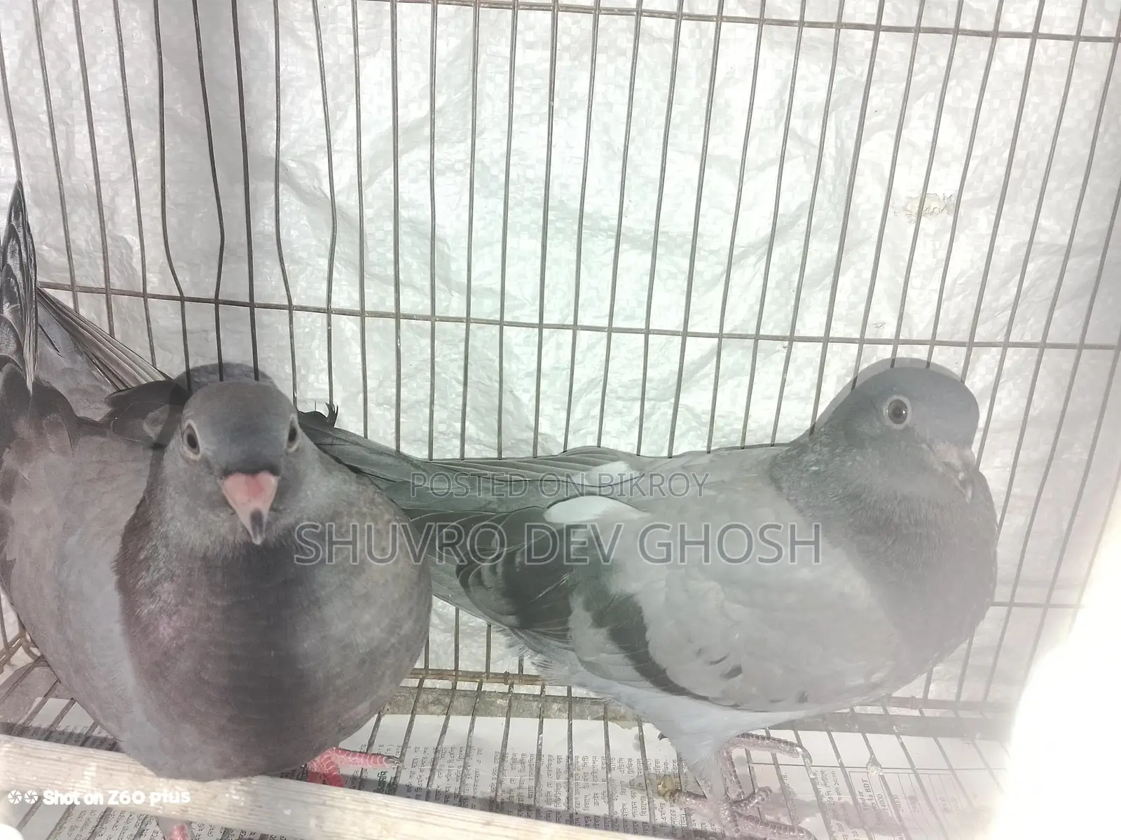 Racer pigeon squab