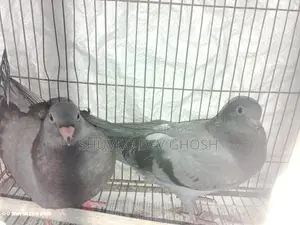 Racer pigeon squab
