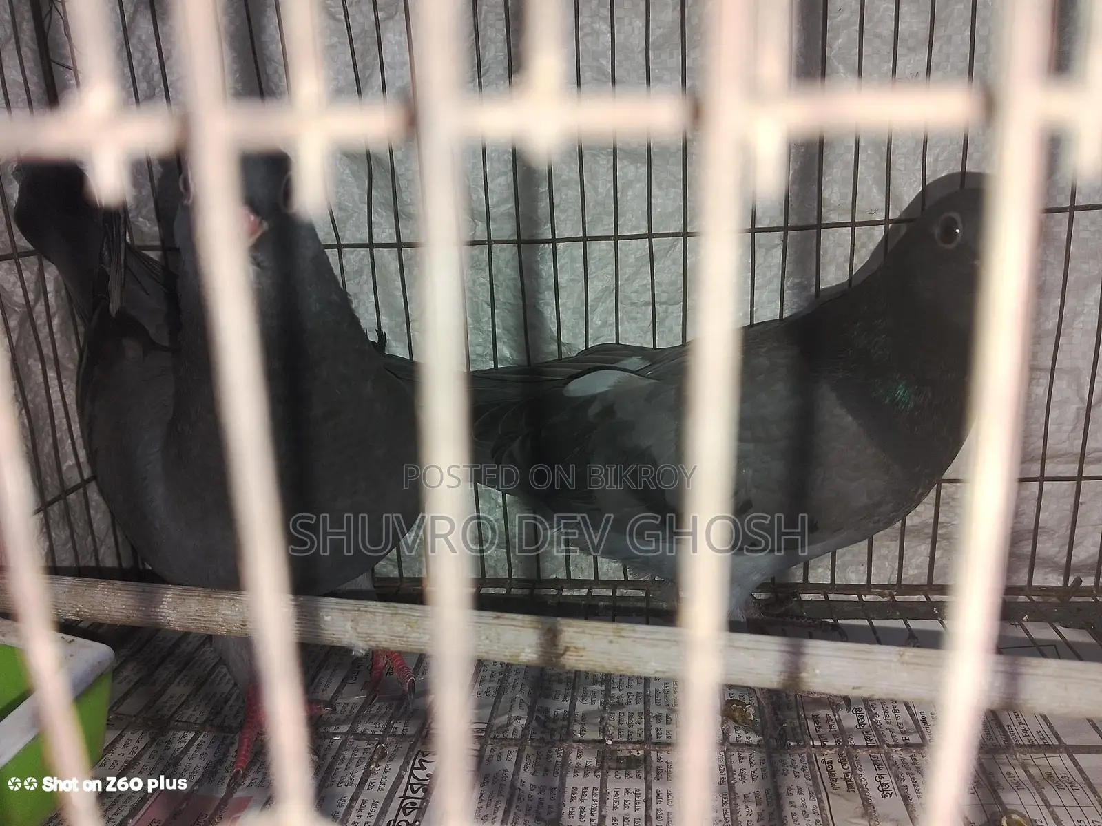 Racer pigeon squab