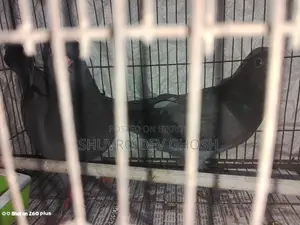 Racer pigeon squab