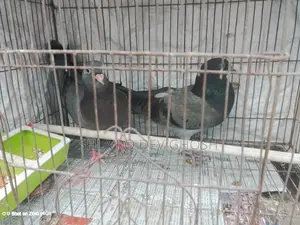 Racer pigeon squab