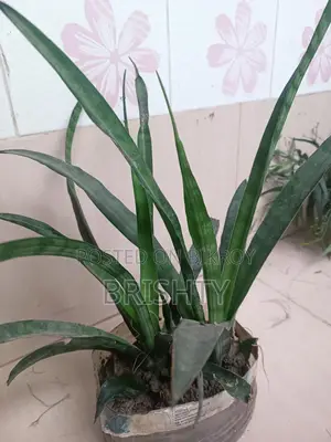 Plant Sale