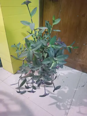 Plant Sale