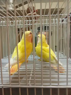 Love Bird 1 pair for exchange.
