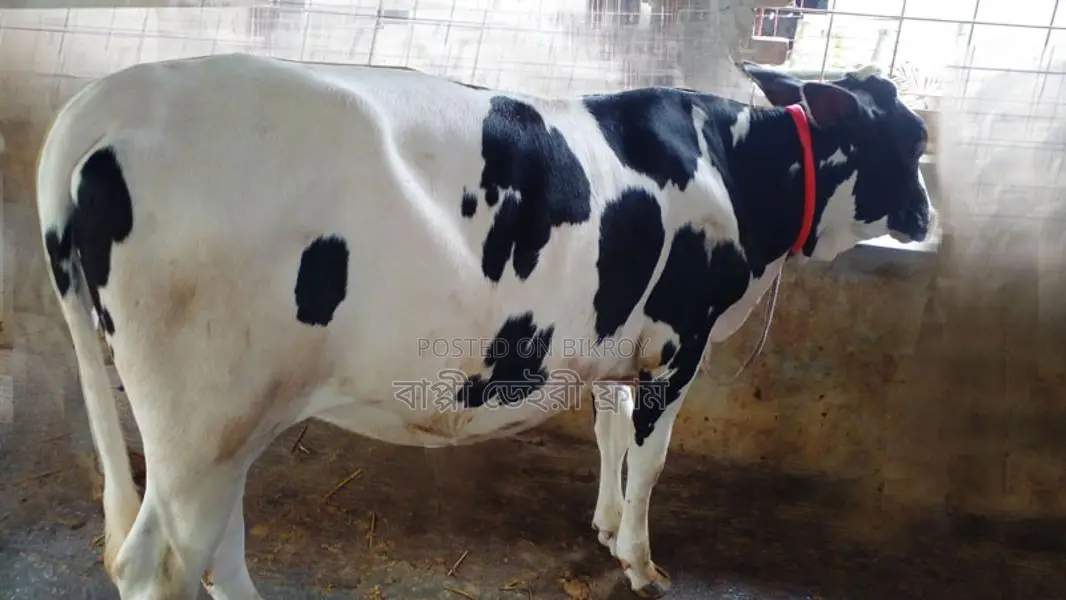 Buy a Heifer for Rearing (No. 969)
