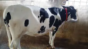 বকনা কিনুন পোষার জন্য ।(৯৬৯ নং )