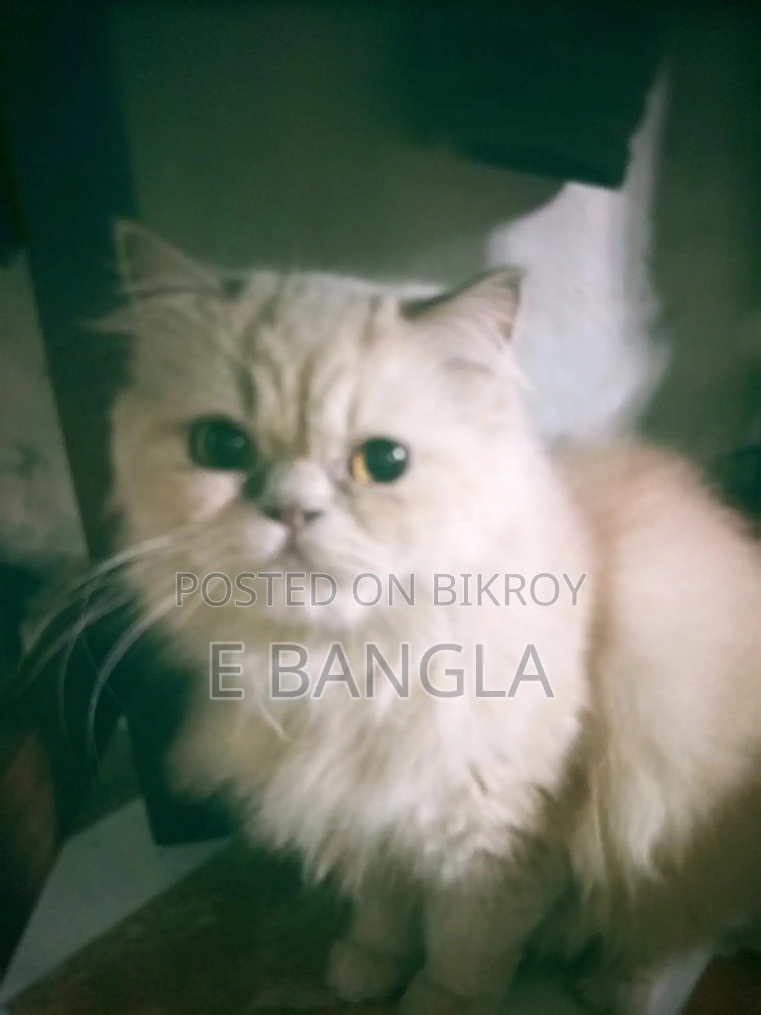 পারসিয়ান থ্রি কোড এক জোড়া