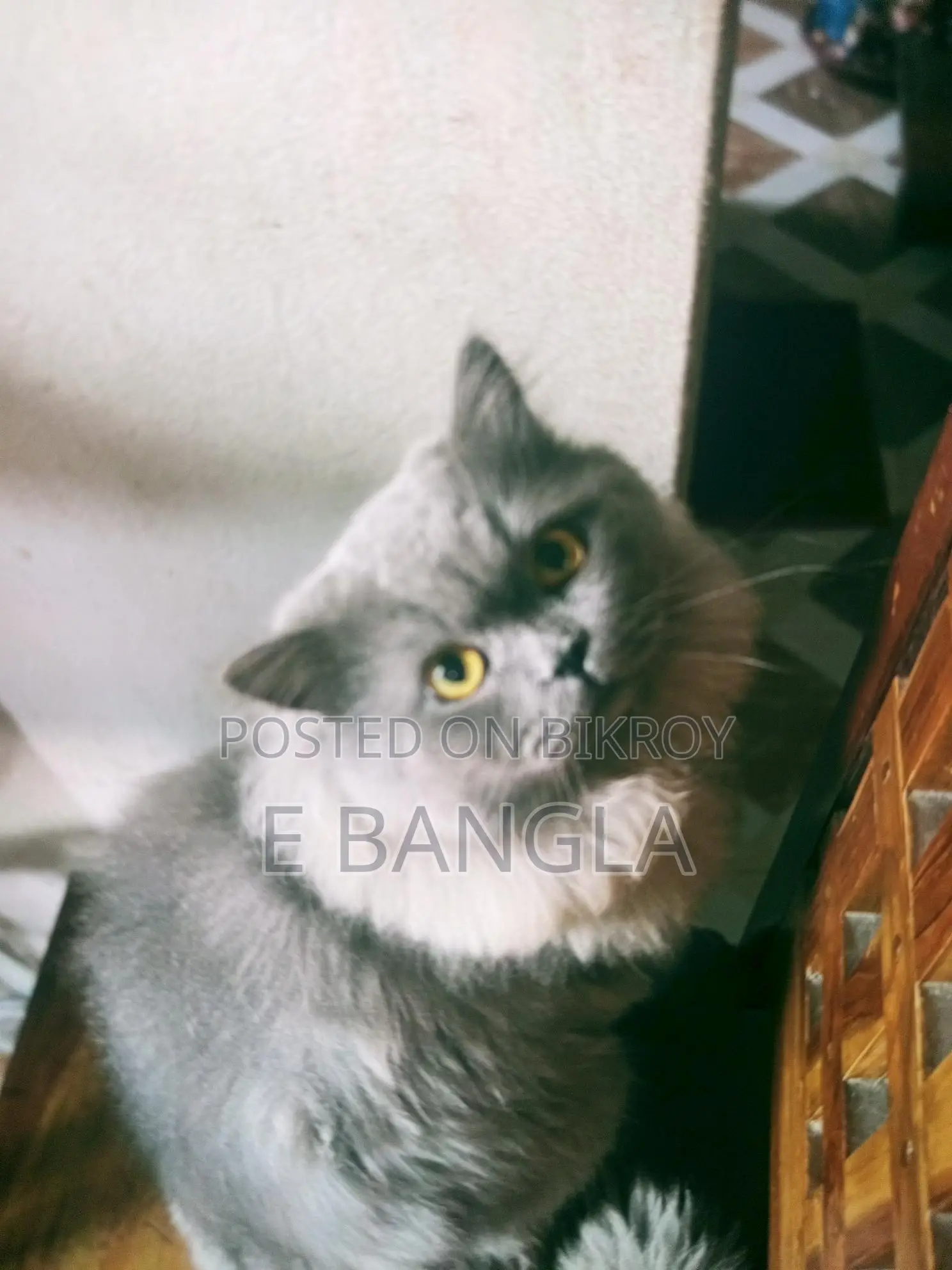 পারসিয়ান থ্রি কোড এক জোড়া
