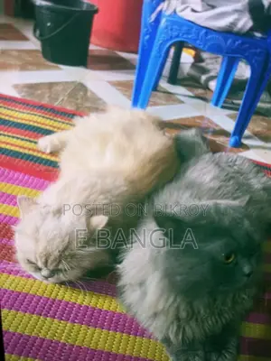 পারসিয়ান থ্রি কোড এক জোড়া