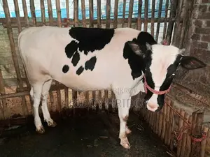 Friesian Bull