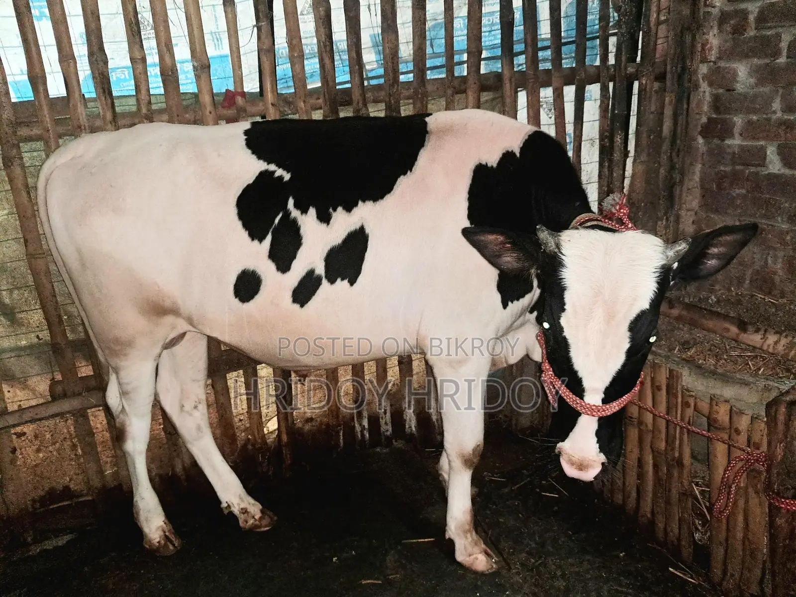 Friesian Bull