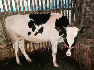 Friesian Bull