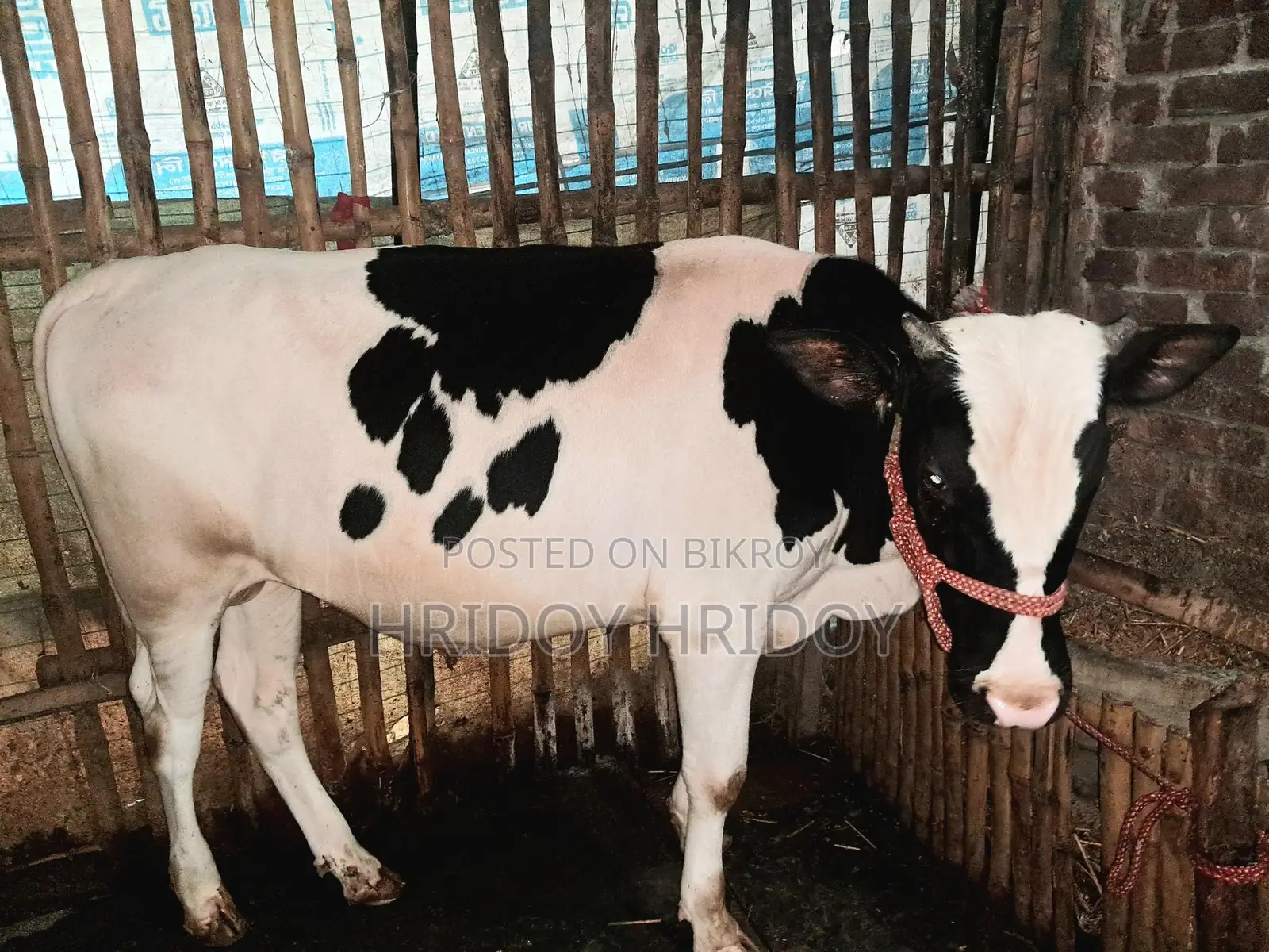Friesian Bull