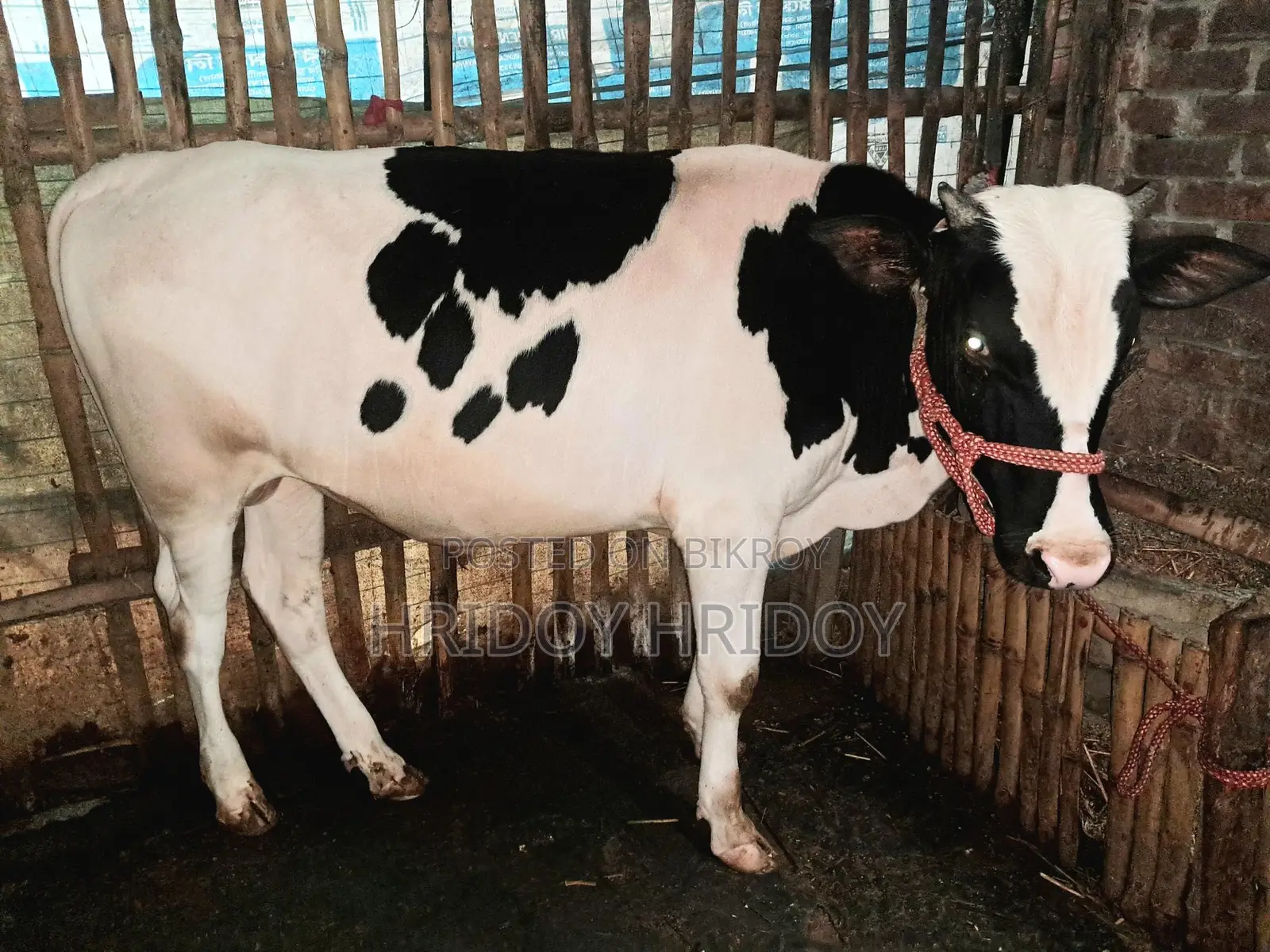 Friesian Bull