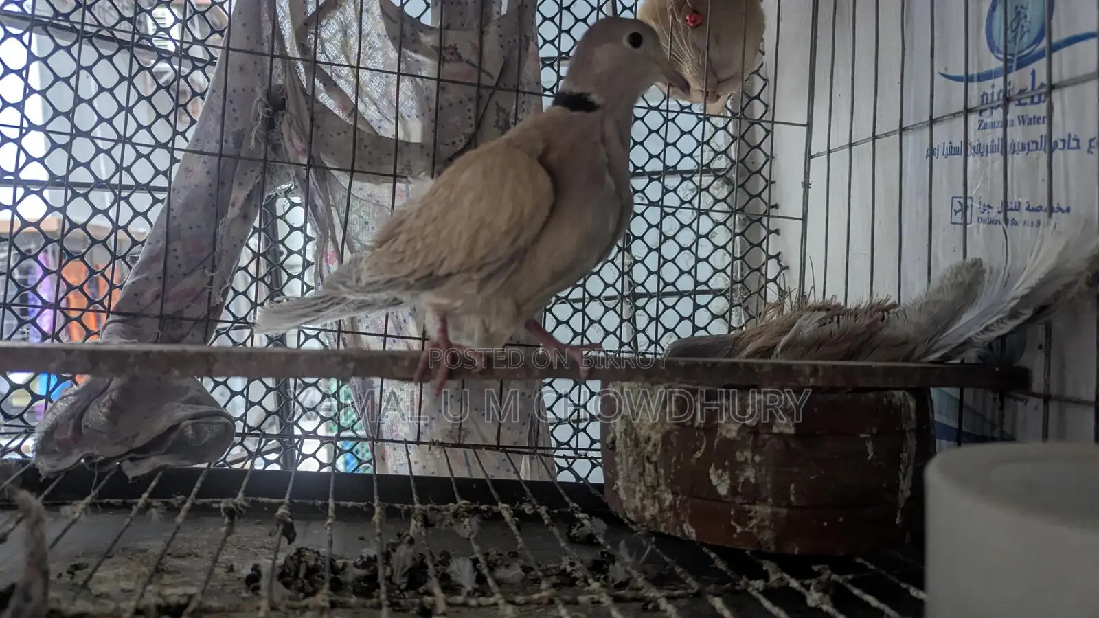 অস্ট্রেলিয়ান ঘুঘু সিল্কী
